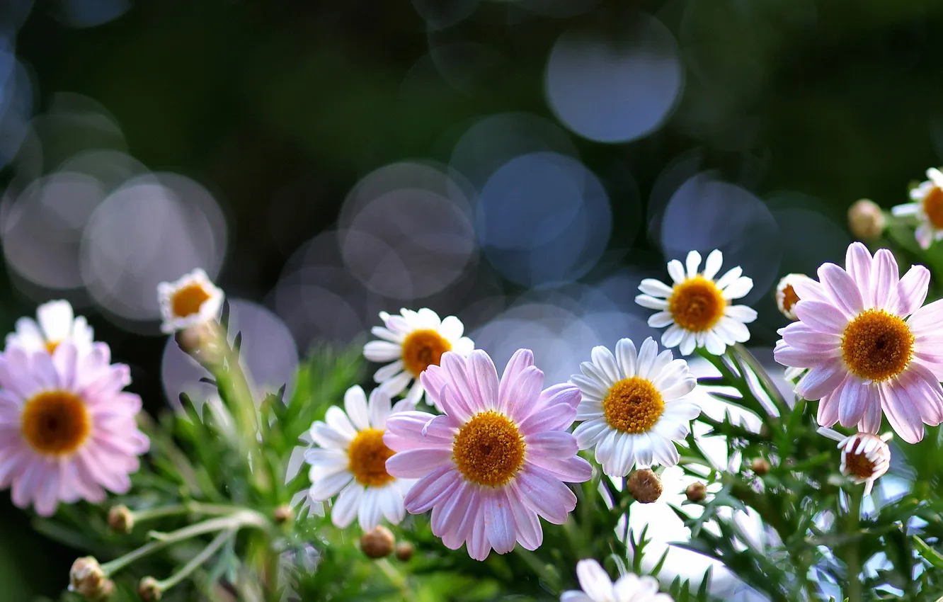 Photo wallpaper glare, chamomile, pink, white