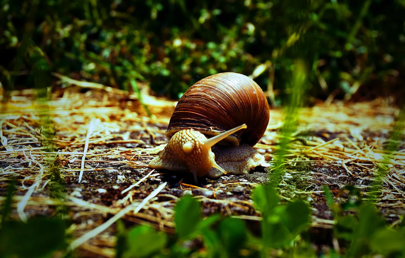 Photo wallpaper grass, snail, sink