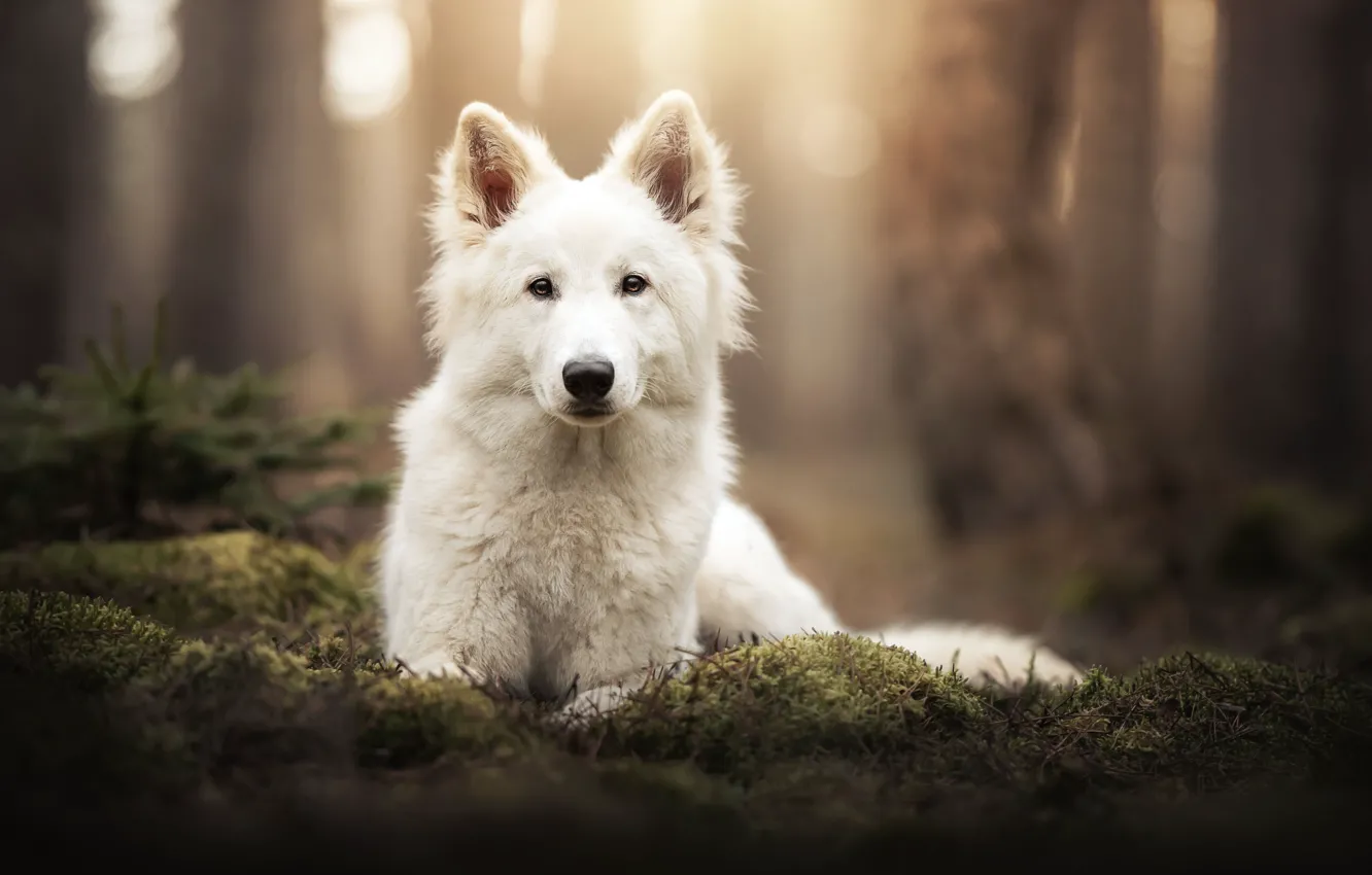 Photo wallpaper look, face, moss, dog, bokeh, The white Swiss shepherd dog