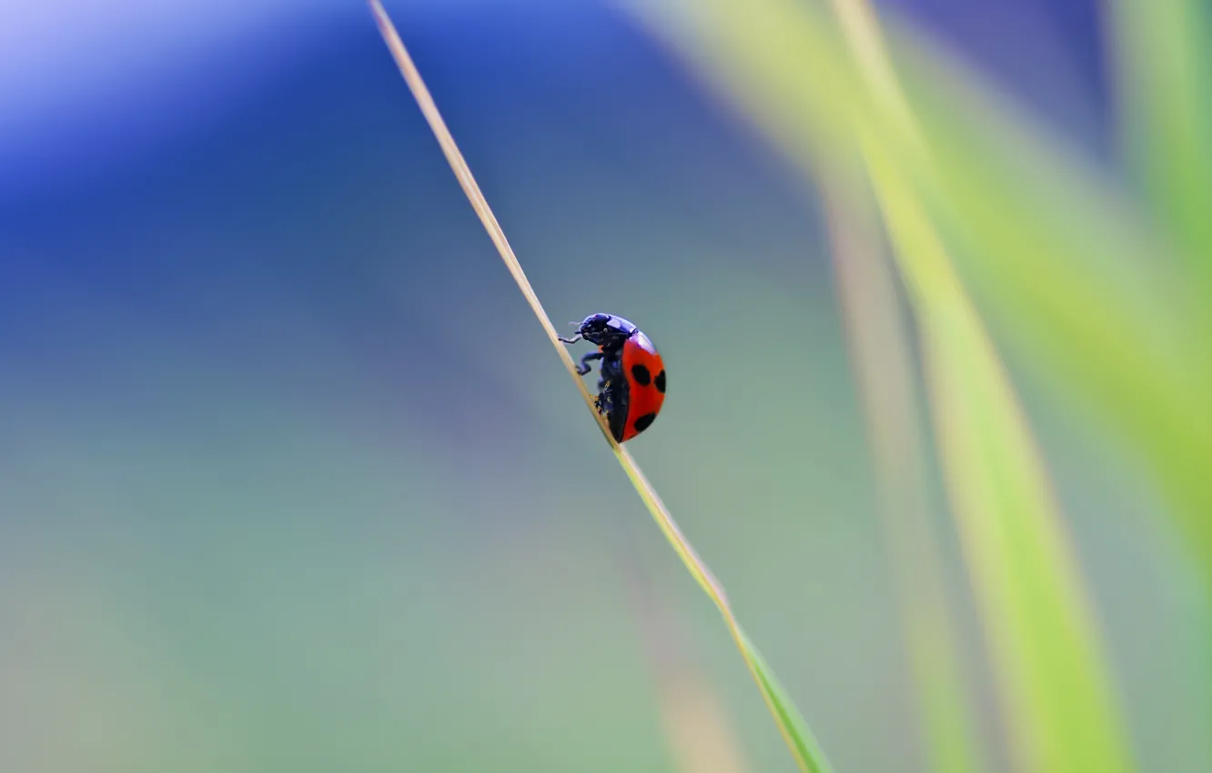 Photo wallpaper macro, ladybug, beetle, insect, a blade of grass