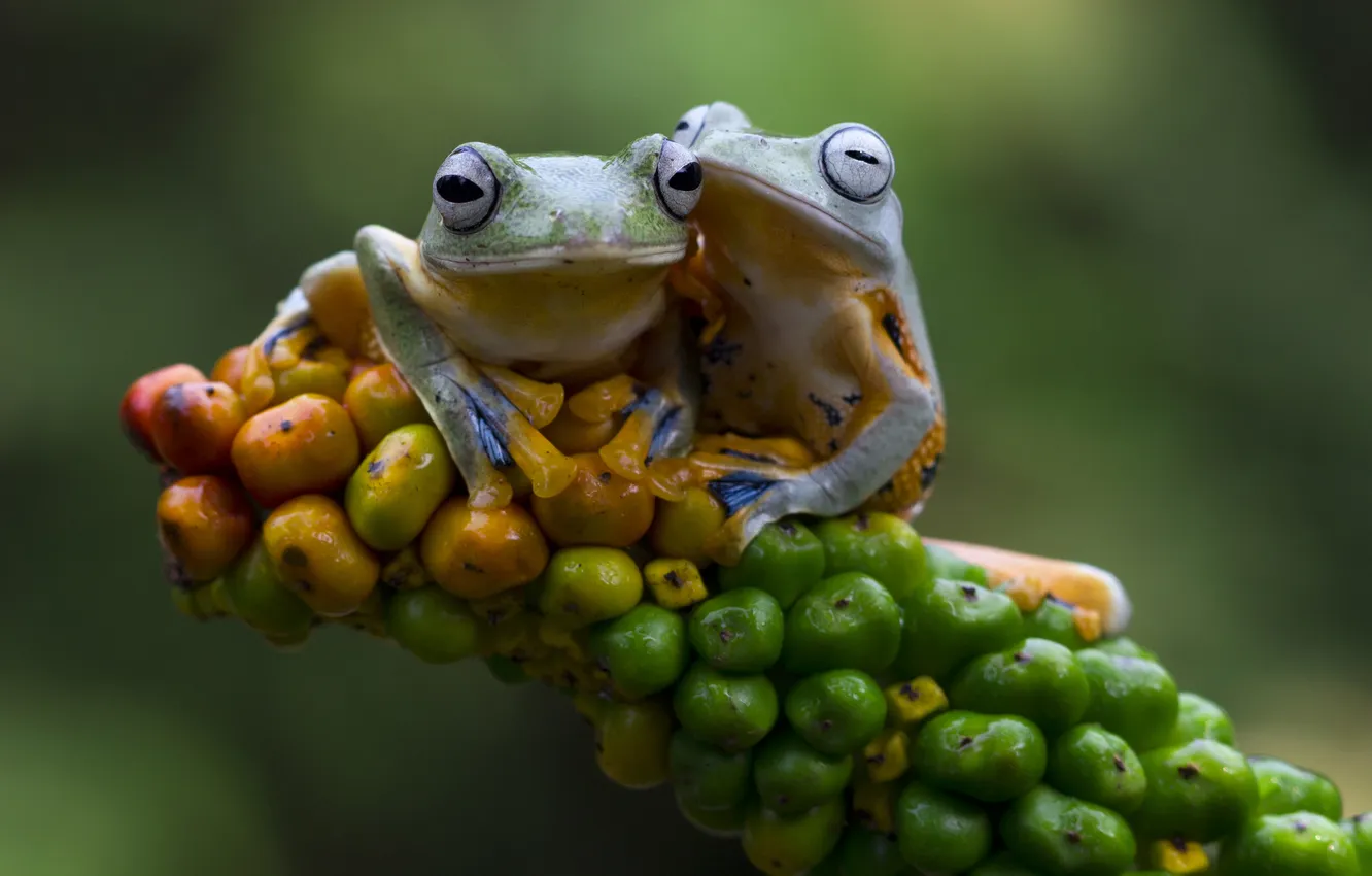 Photo wallpaper red, flower, flying, frog, beautiful, tree, closeup