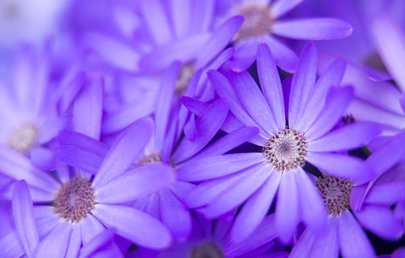 Photo wallpaper macro, flowers, nature, petals