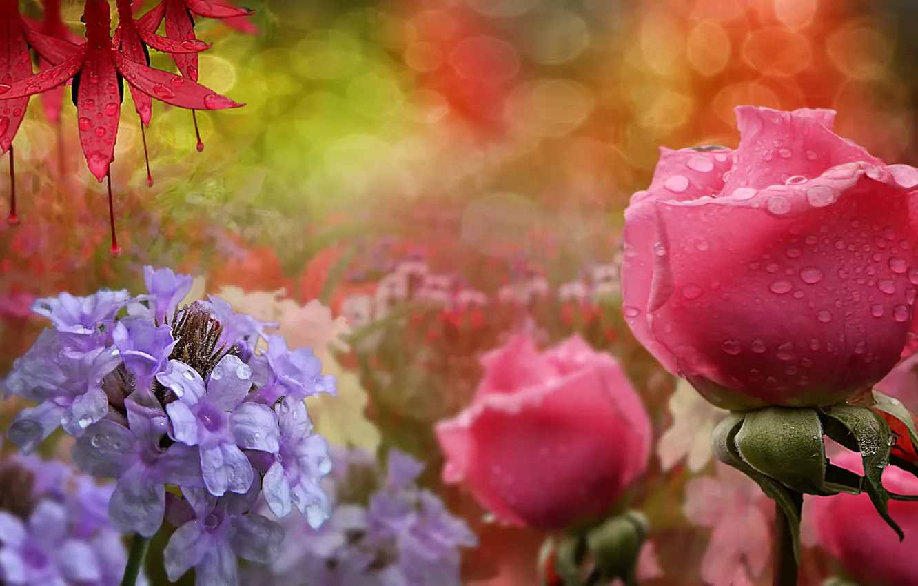 Photo wallpaper flowers, droplets, roses, dewdrops