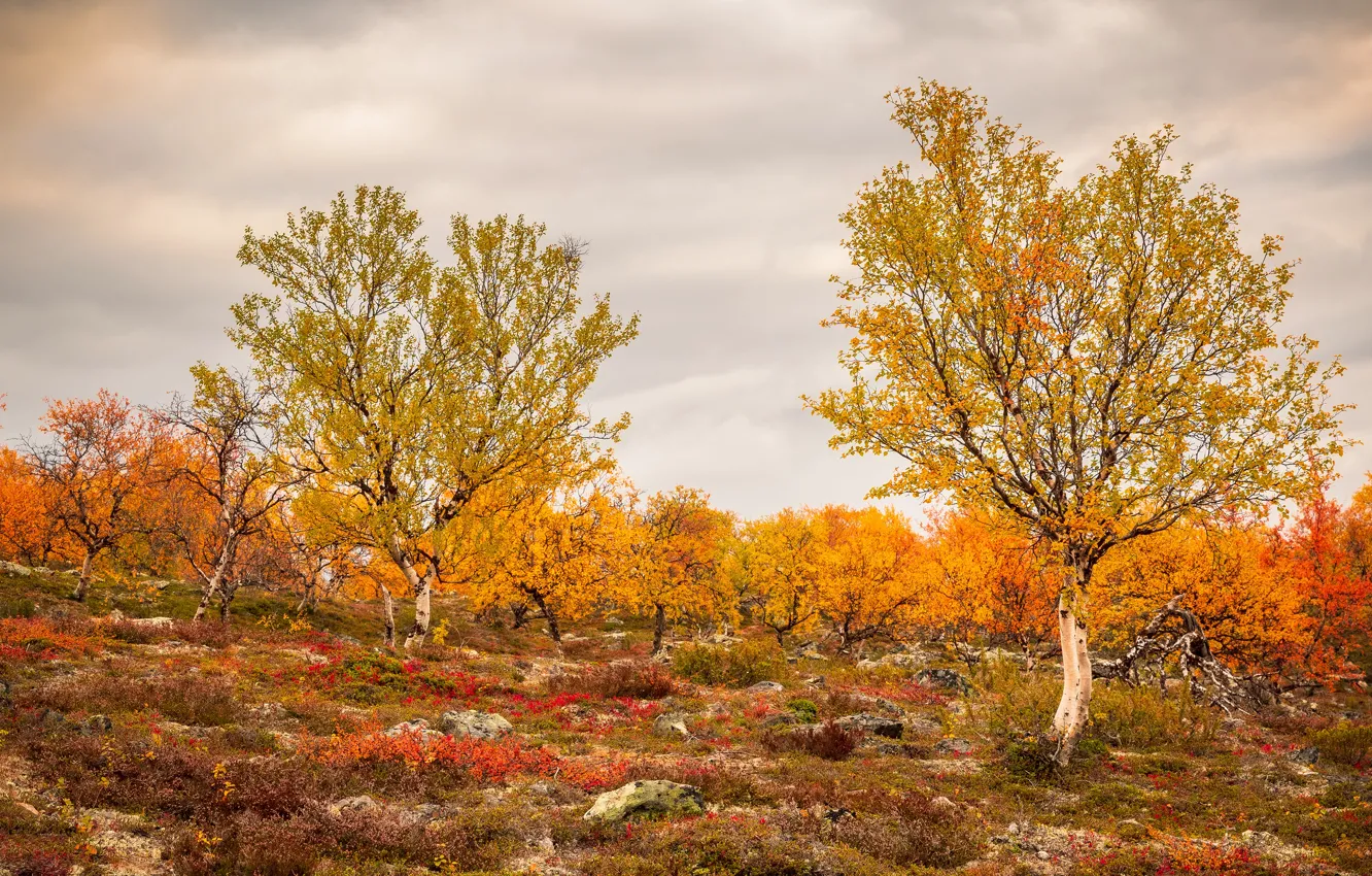 Photo wallpaper autumn, forest, the sky, clouds, trees, nature, stones, overcast