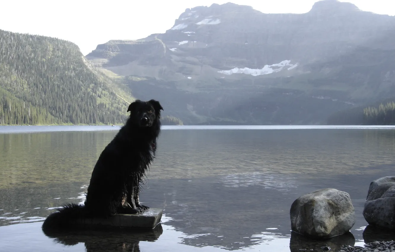 Photo wallpaper Alberta, Canada, dog, Border Collie, Waterton, Cameron Lake, Waterton National Park