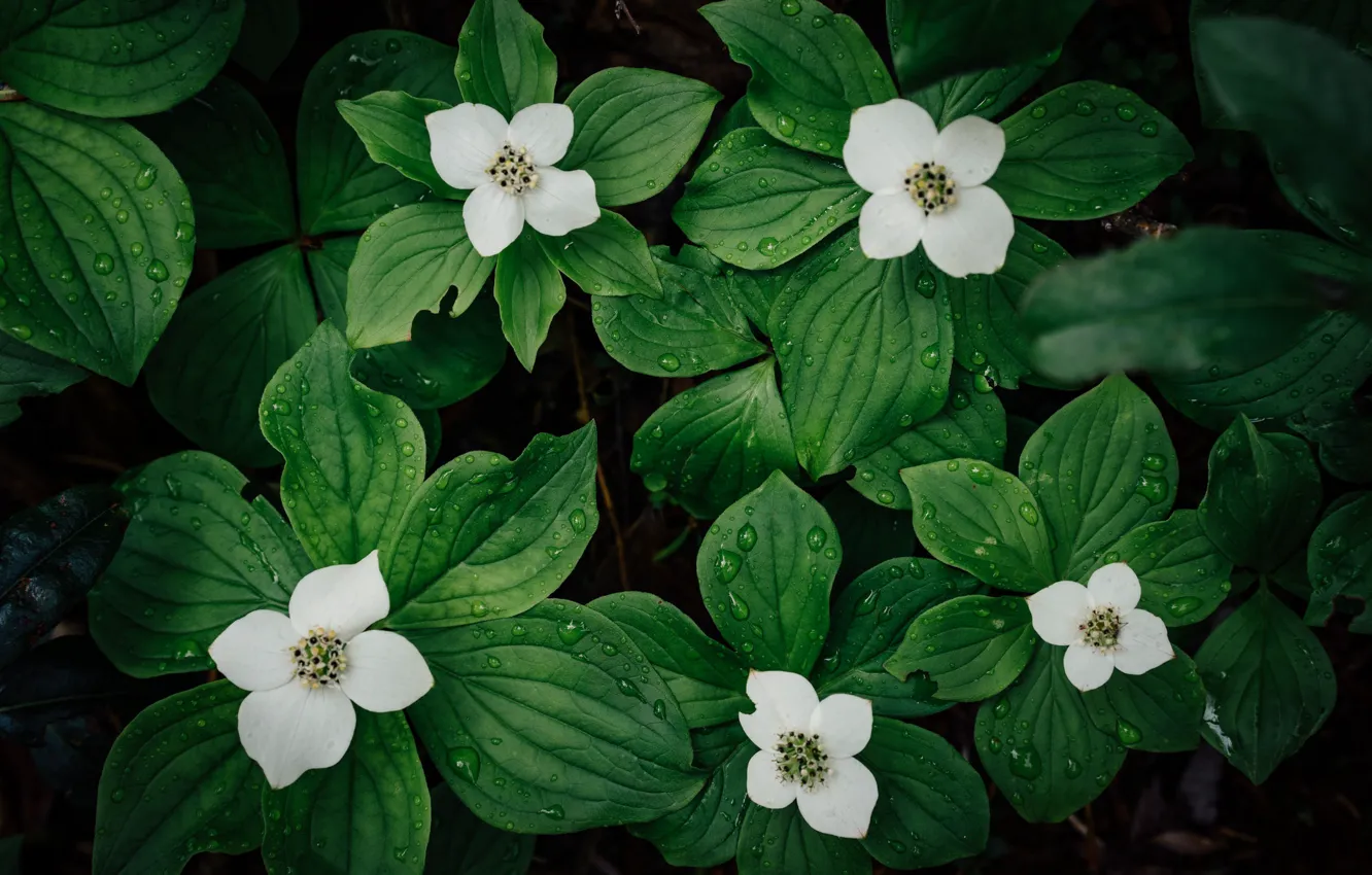 Photo wallpaper flowers, leaves, drops