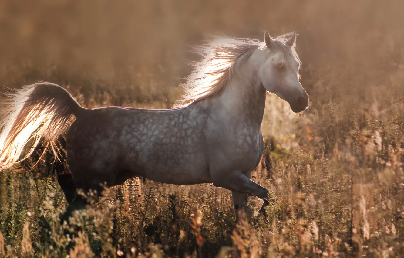 Photo wallpaper summer, nature, horse