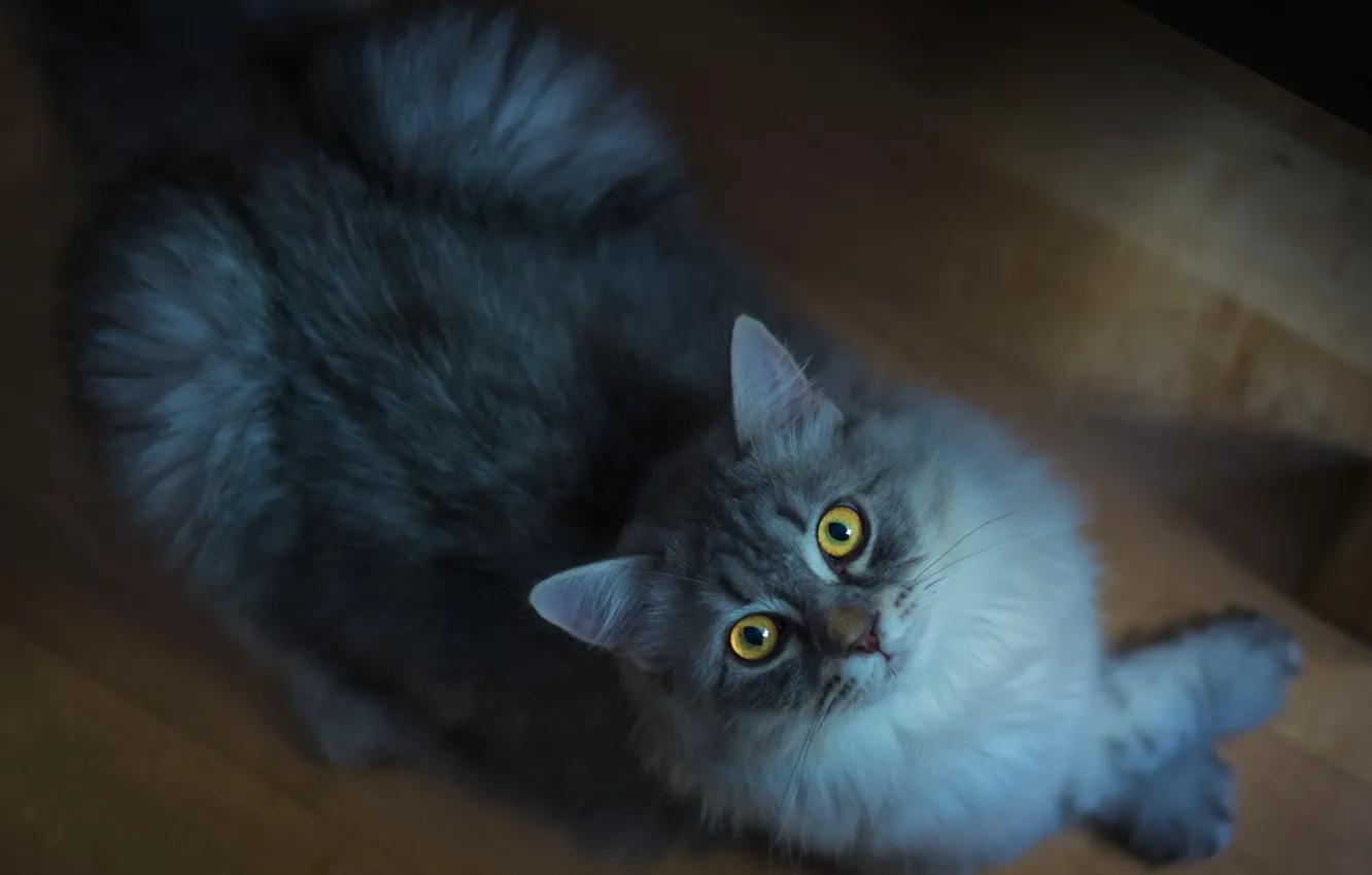 Photo wallpaper cat, cat, look, face, pose, the dark background, grey, fluffy