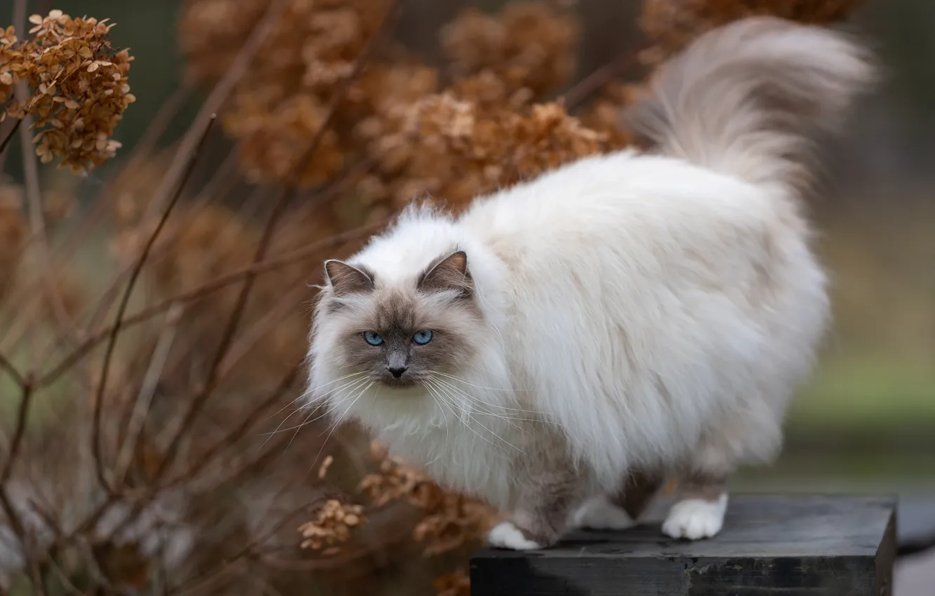 Photo wallpaper autumn, cat, cat, look, branches, pose, Board, fluffy