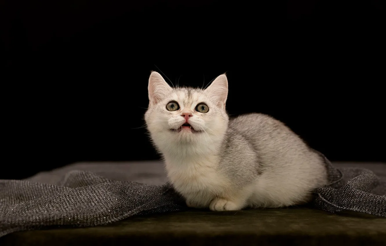 Photo wallpaper cat, white, look, pose, table, grey, portrait, fabric