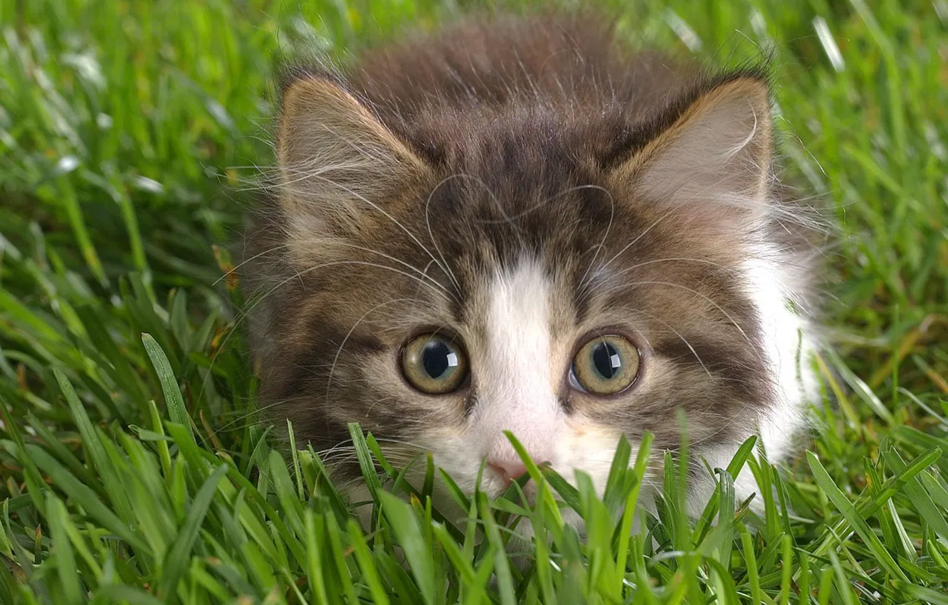 Photo wallpaper grass, eyes, look, kitty