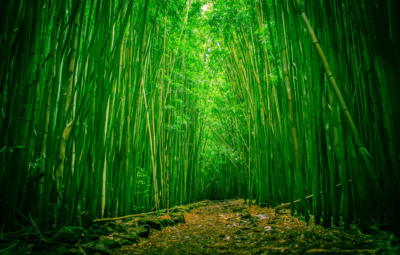 Photo wallpaper forest, Hawaii, clearing, Maui, bamboo, Haleakala national Park