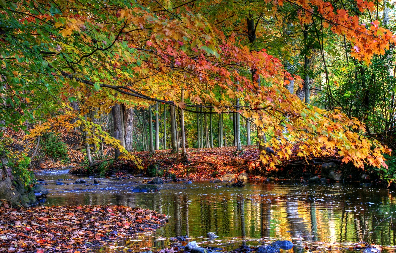 Photo wallpaper autumn, forest, leaves, water, trees, stream, stones, yellow