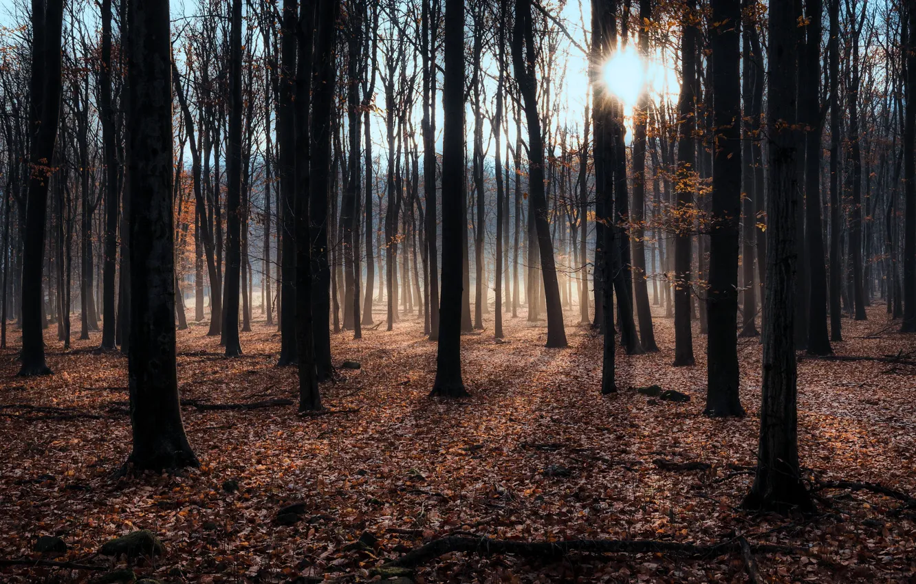 Photo wallpaper autumn, forest, the sun, light, trees, branches, foliage, trunk