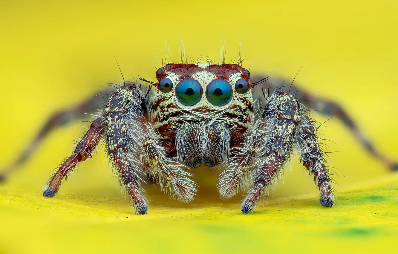 Photo wallpaper eyes, look, macro, spider, yellow background, jumper, jumper, spider