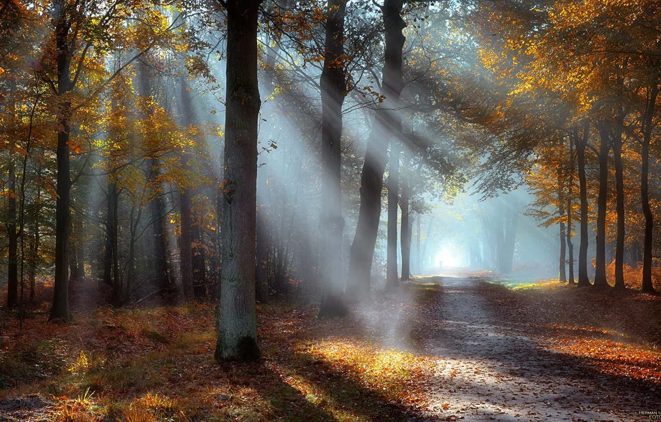 Photo wallpaper dawn, the rays of the sun, autumn Park, the road into the distance