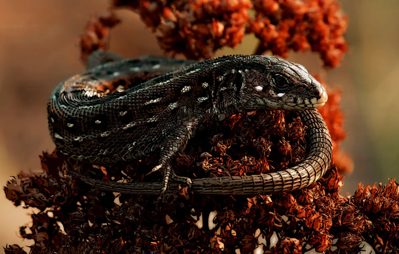 Photo wallpaper dragon, look, sunlight, reptile