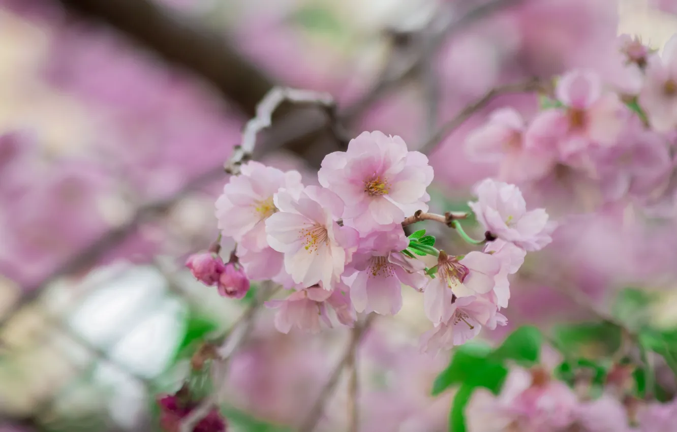 Photo wallpaper flowers, spring, Japan, Sakura