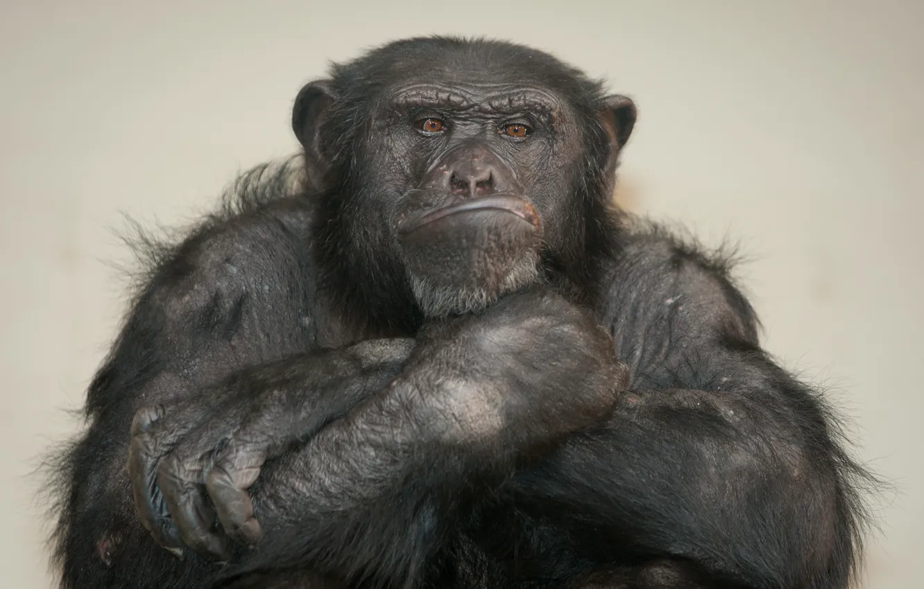Photo wallpaper monkey, chimpanzees, the primacy of