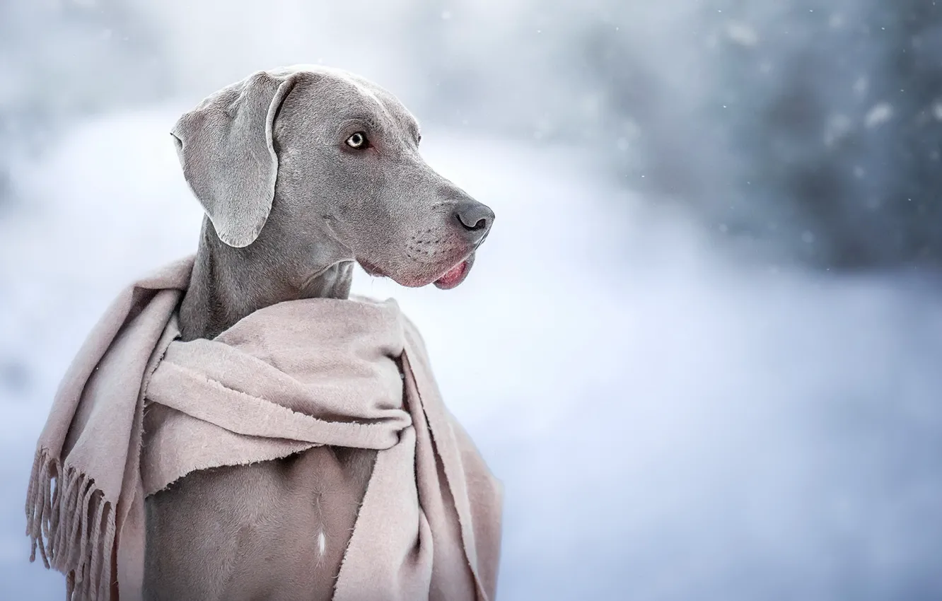 Photo wallpaper each, dog, scarf