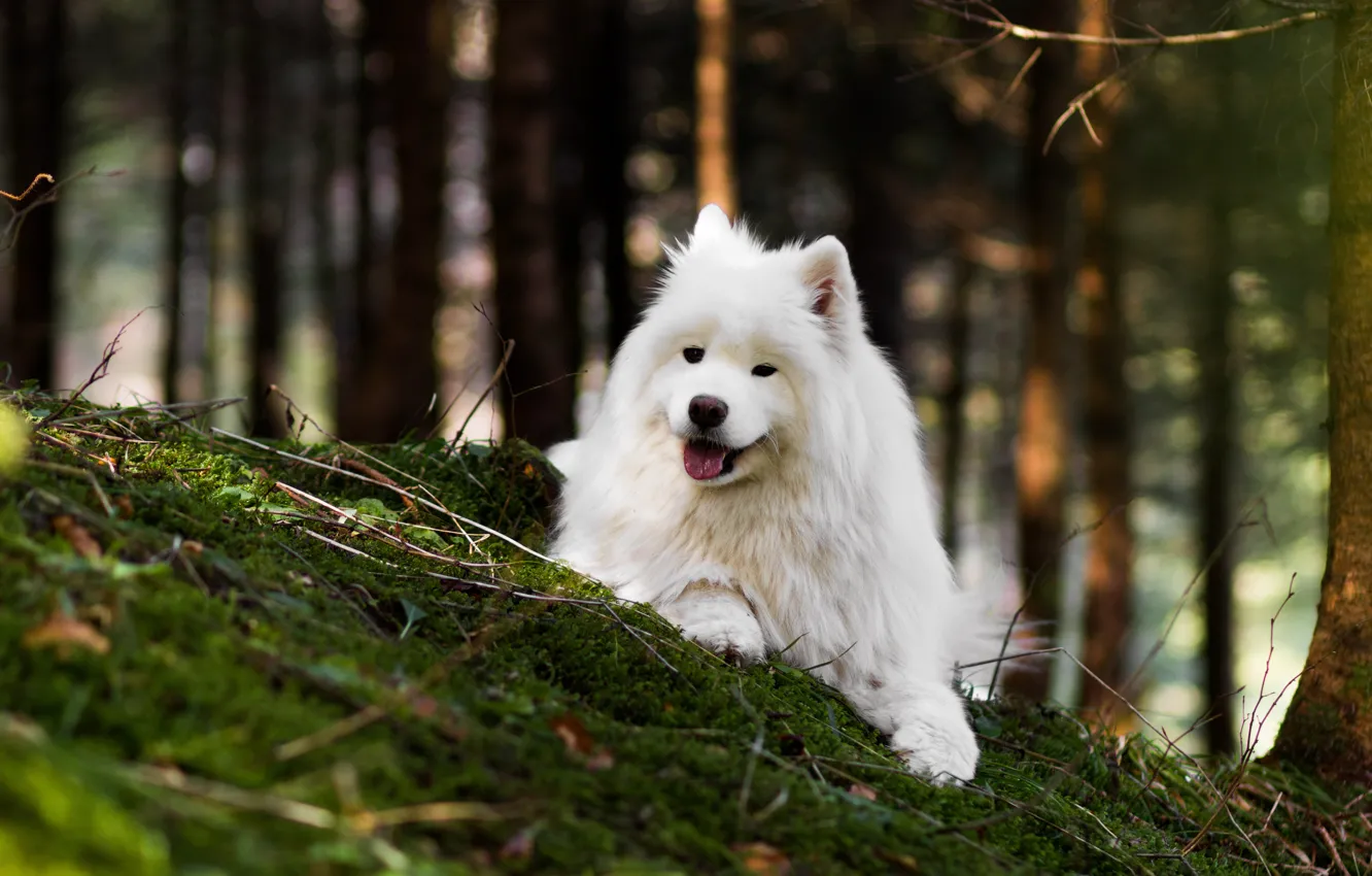 Photo wallpaper forest, language, nature, dog, bokeh, Samoyed