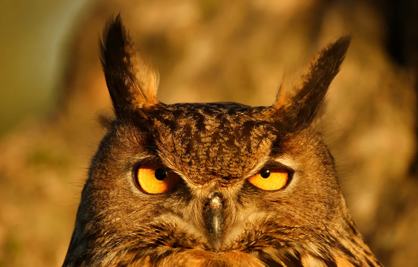 Photo wallpaper look, light, nature, pose, owl, bird, portrait, bokeh