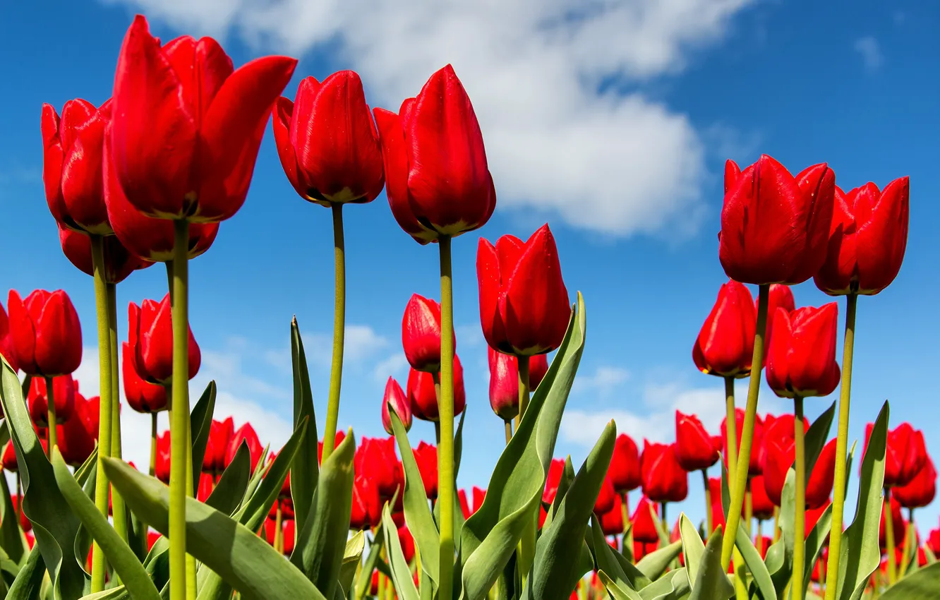 Photo wallpaper the sky, spring, tulips