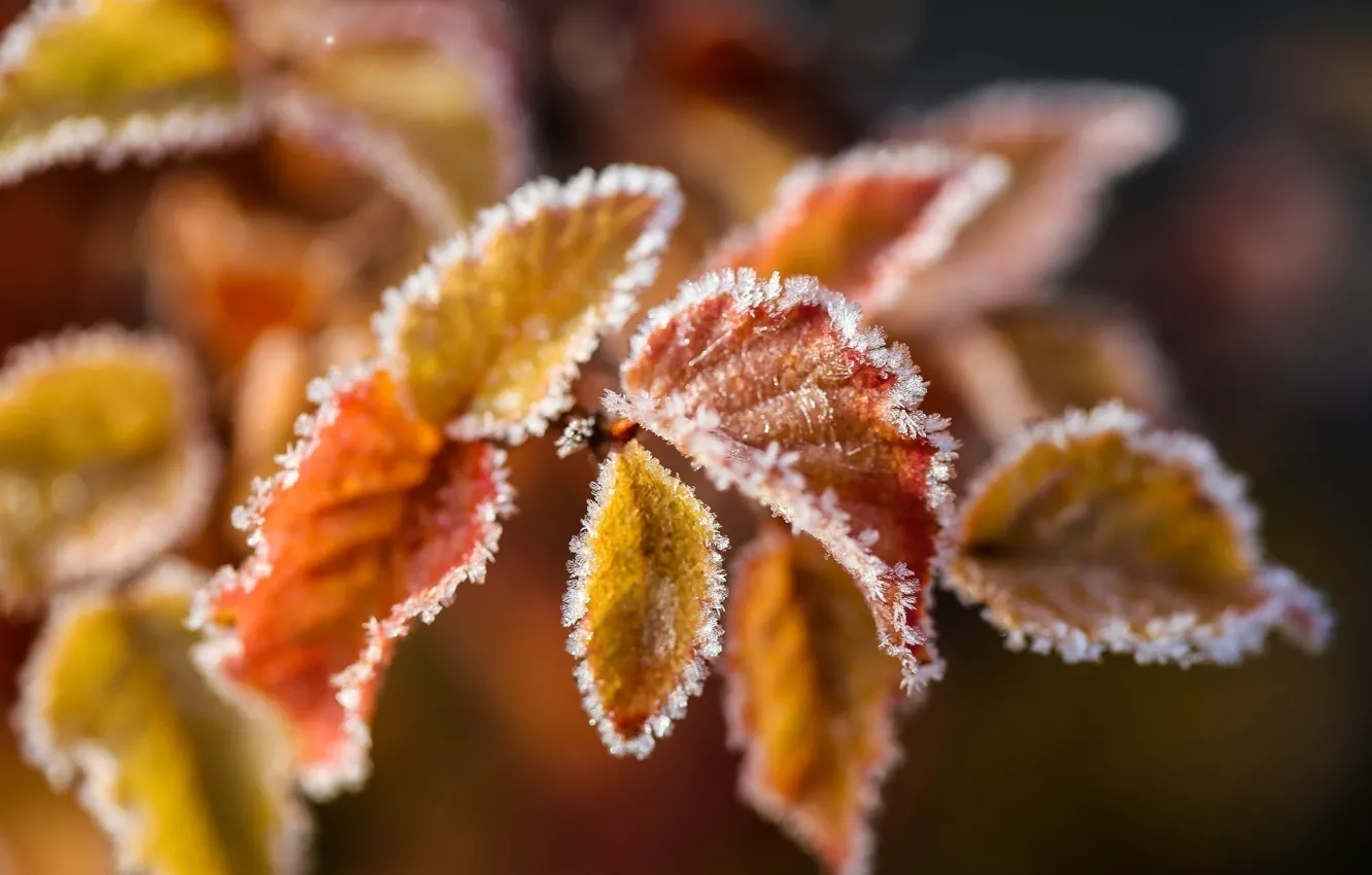 Photo wallpaper ice, leaves, color, macro, snow, branch, frost