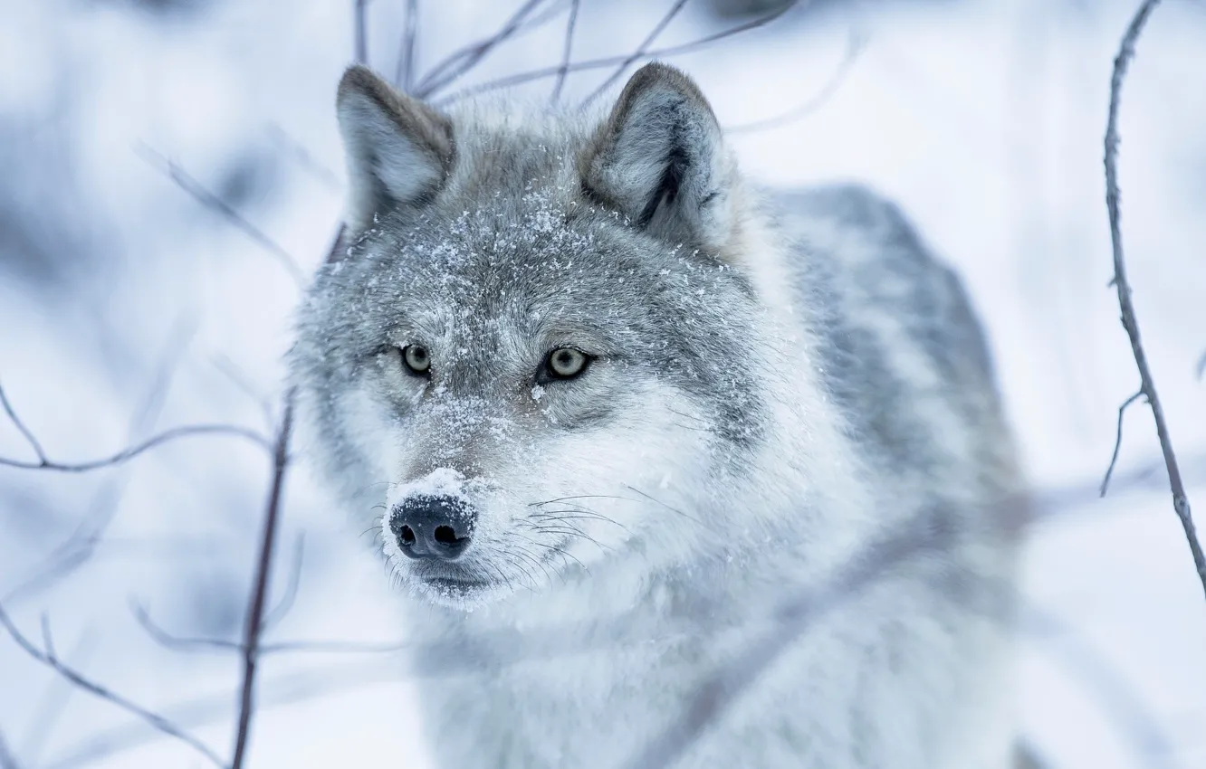 Photo wallpaper winter, eyes, look, snow, wolf