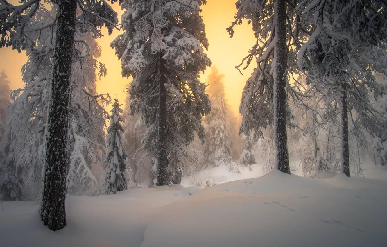 Photo wallpaper winter, forest, snow, trees, the snow, dawn
