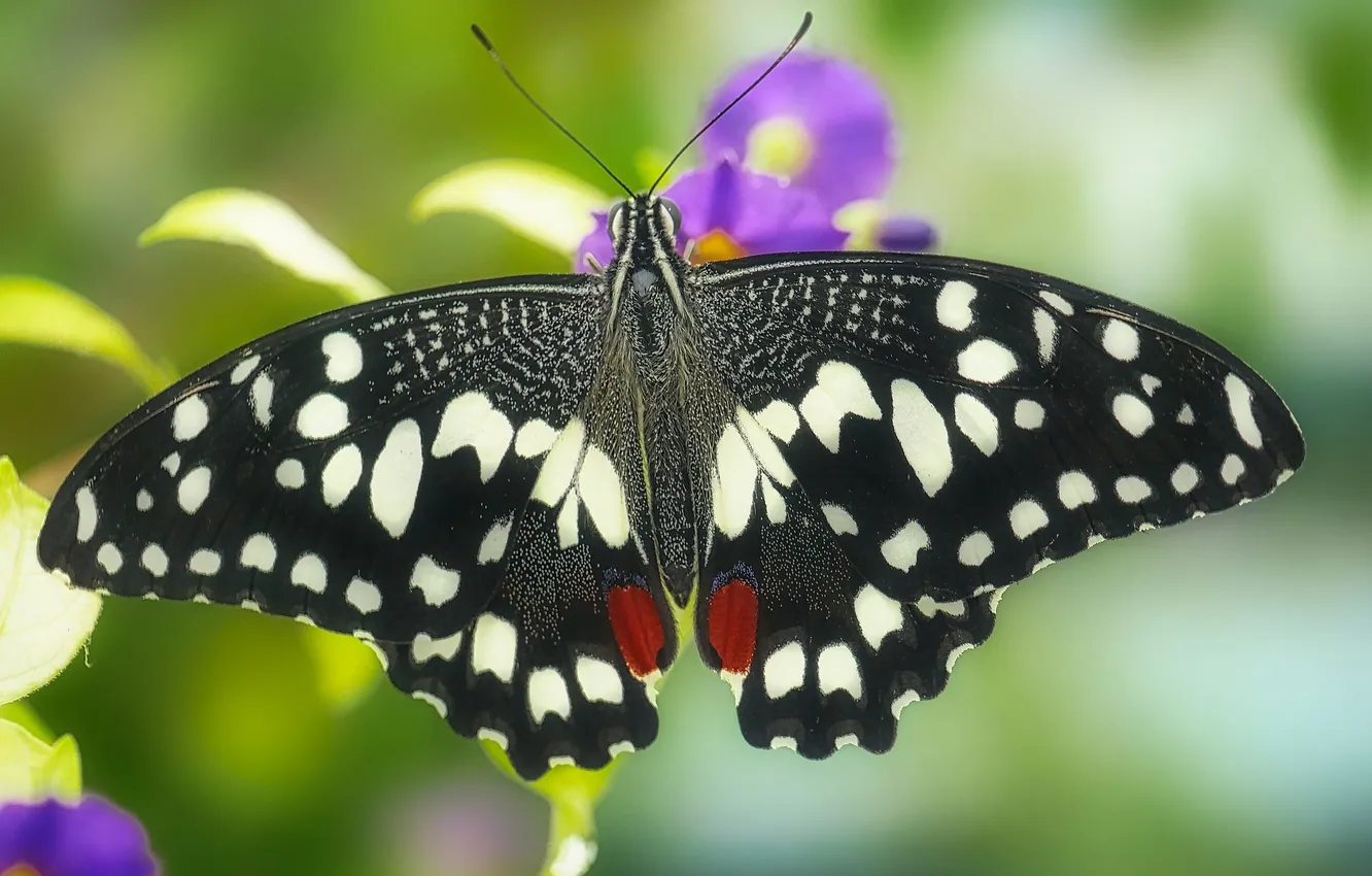 Photo wallpaper flowers, macro, butterfly, wings, beautiful, closeup