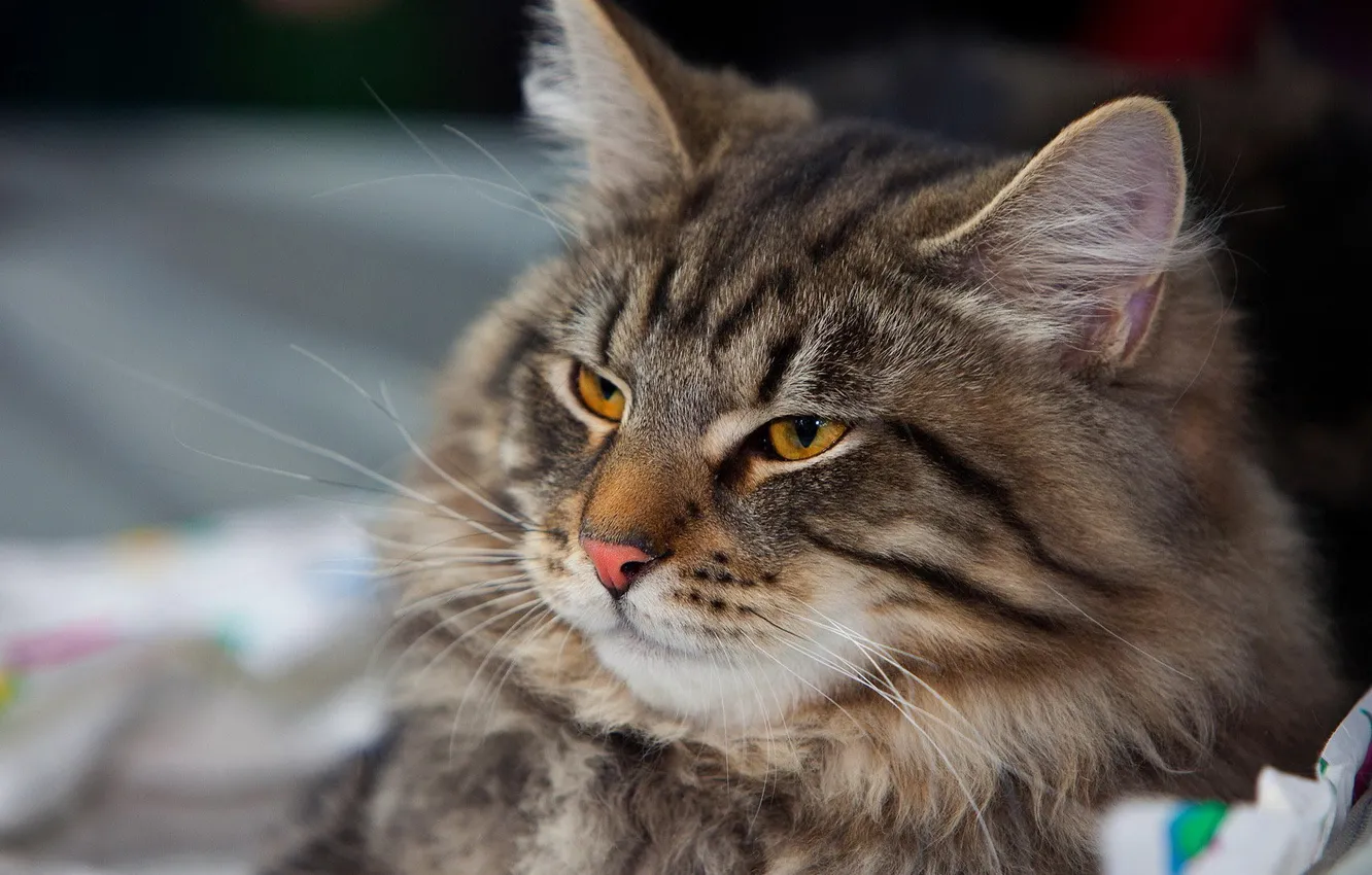 Photo wallpaper cat, grey, fluffy, lies