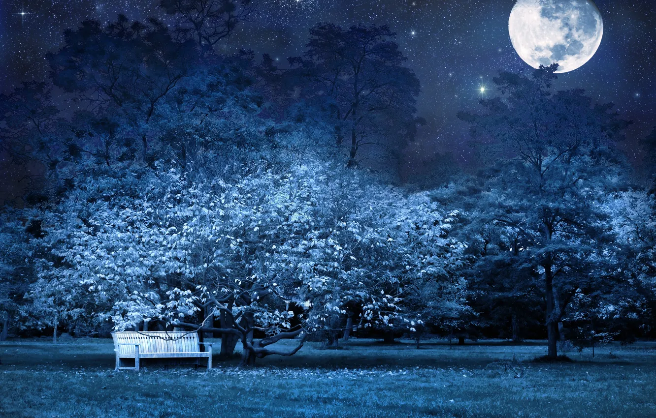 Photo wallpaper stars, trees, bench, night, nature, the moon, shop