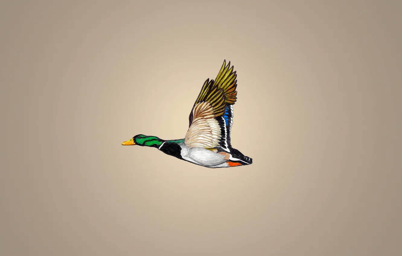 Photo wallpaper flight, bird, minimalism, duck, duck
