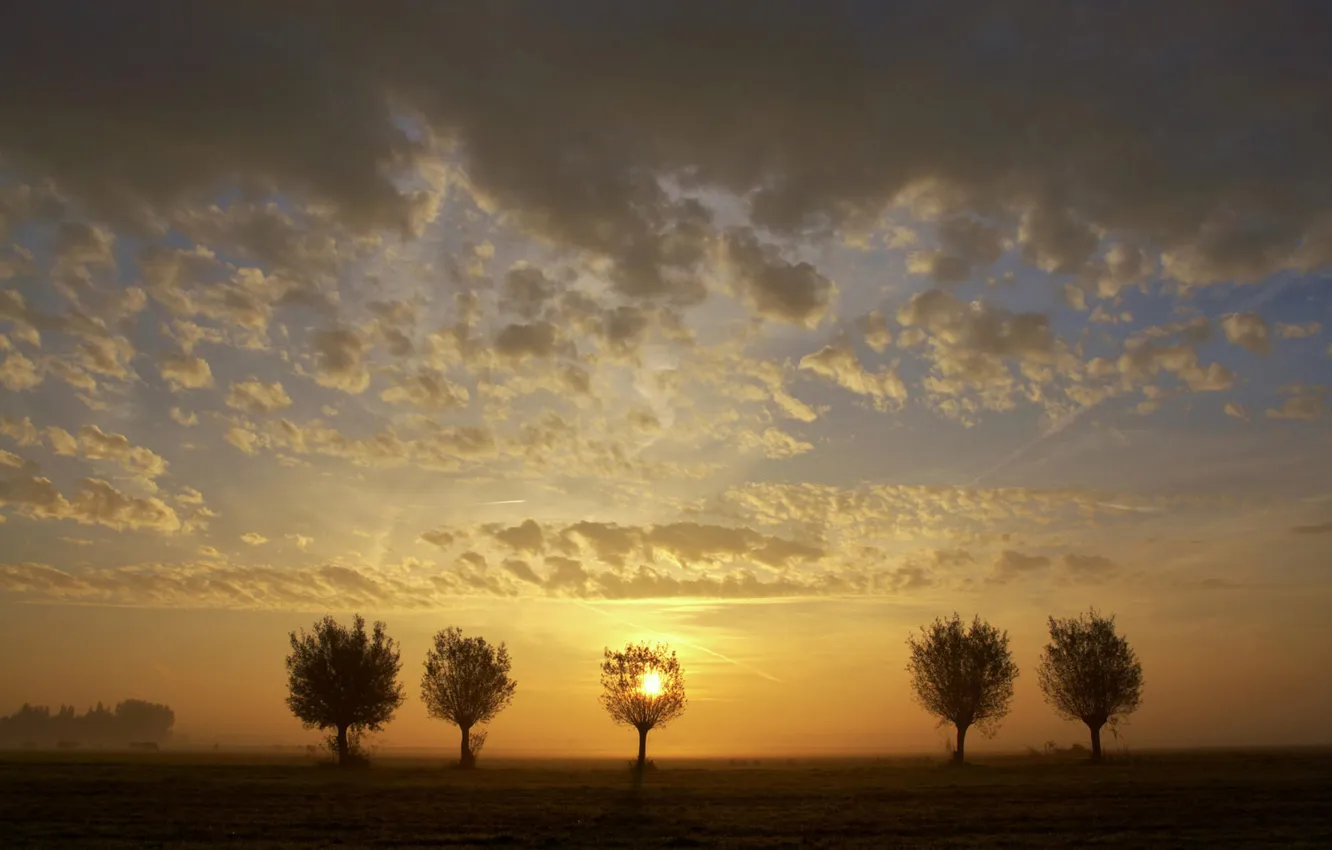 Photo wallpaper field, the sky, trees, sunset
