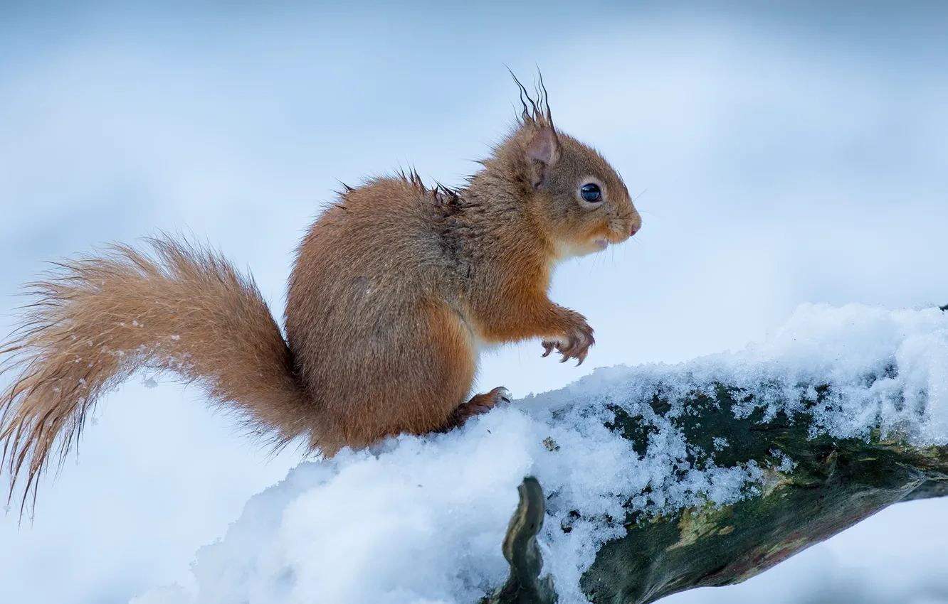 Photo wallpaper winter, snow, pose, protein, log, sitting