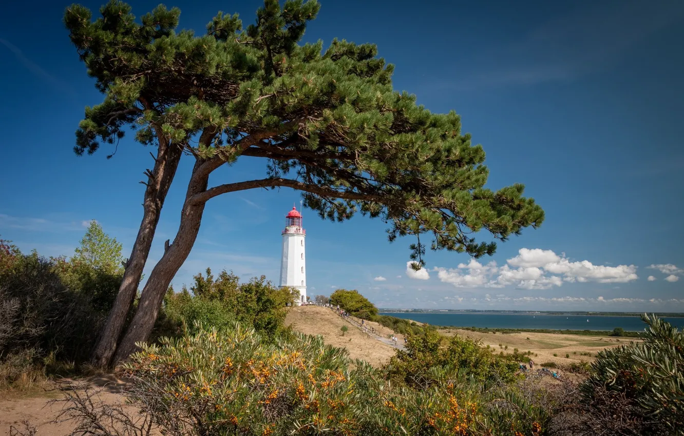 Photo wallpaper tree, coast, lighthouse