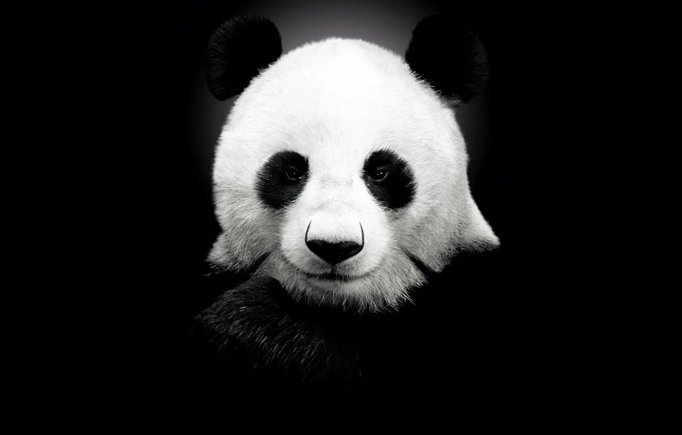 Photo wallpaper background, Panda, black background