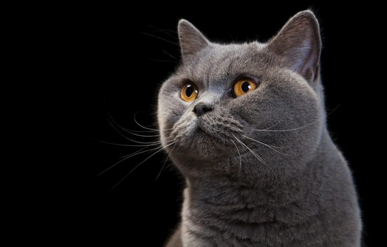 Photo wallpaper cat, cat, look, grey, portrait, black background, British, British