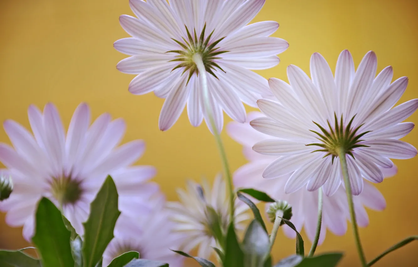Photo wallpaper nature, plant, petals, stem
