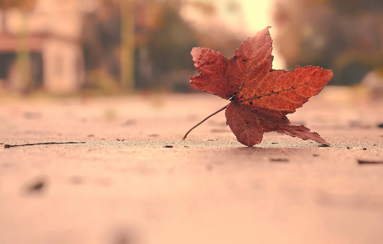 Photo wallpaper leaves, nature, background