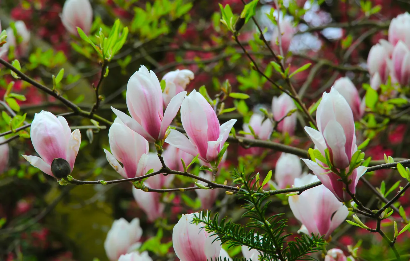 Photo wallpaper flower, spring, magnolia, twig
