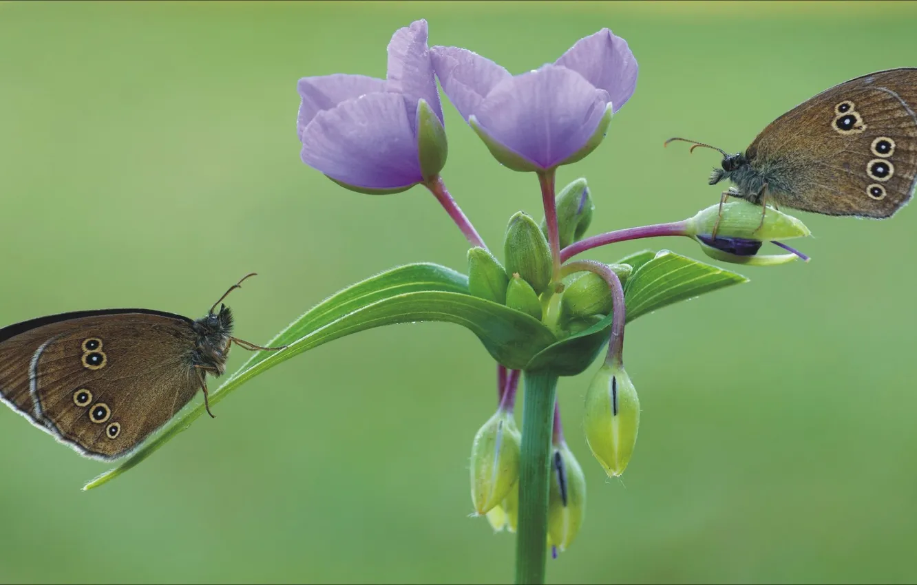 Photo wallpaper macro, flowers, butterfly, pair