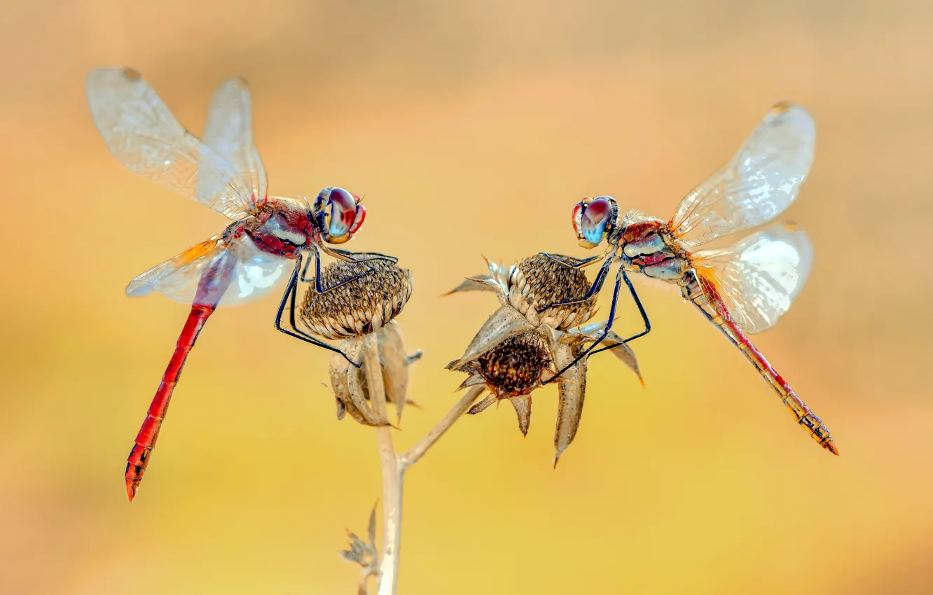 Photo wallpaper macro, plant, dragonfly, insect