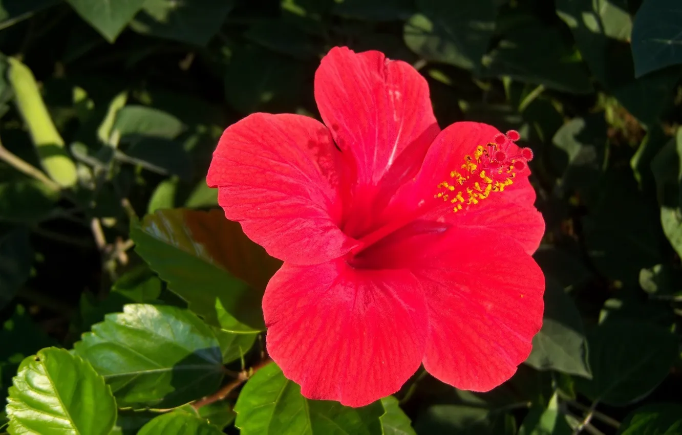 Photo wallpaper flowers, red, hibiscus, Meduzanol ©