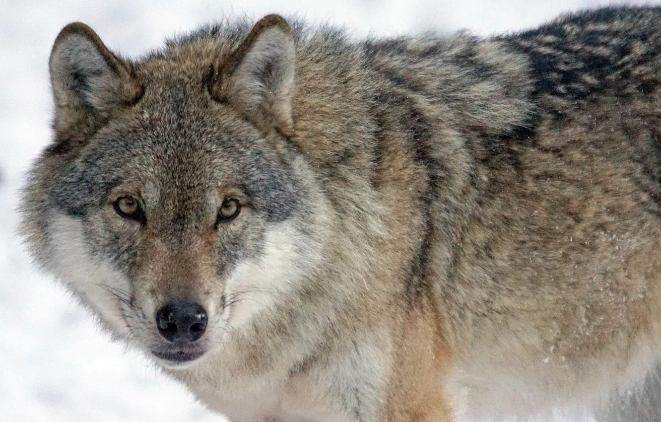 Photo wallpaper fantasy, Predator, nature, art, snow, face, animal, wolf