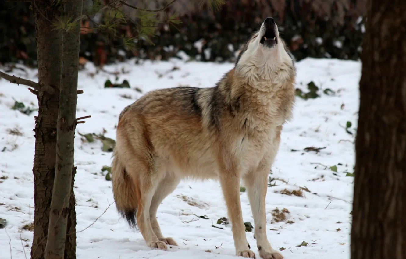 Photo wallpaper Predator, nature, animal, wolf, wildlife, portrait., Canis lupus. face • wolf • portrait • predator