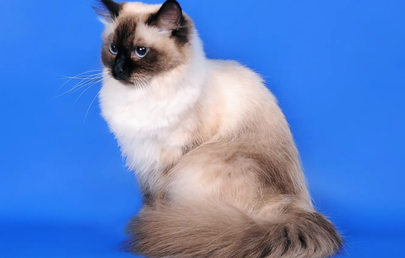 Photo wallpaper cat, Siberian cat, color-point, Neva masquerade