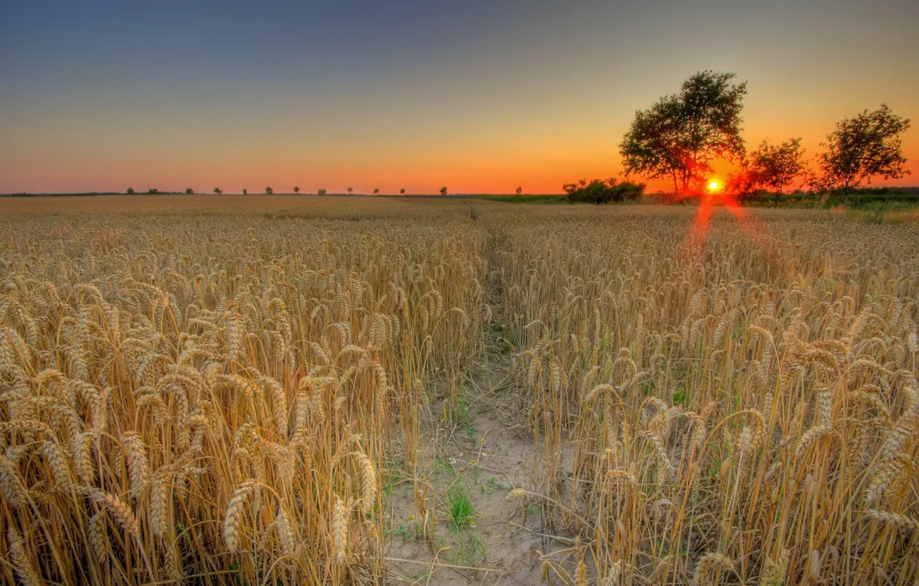 Photo wallpaper wheat, field, the sun, sunset