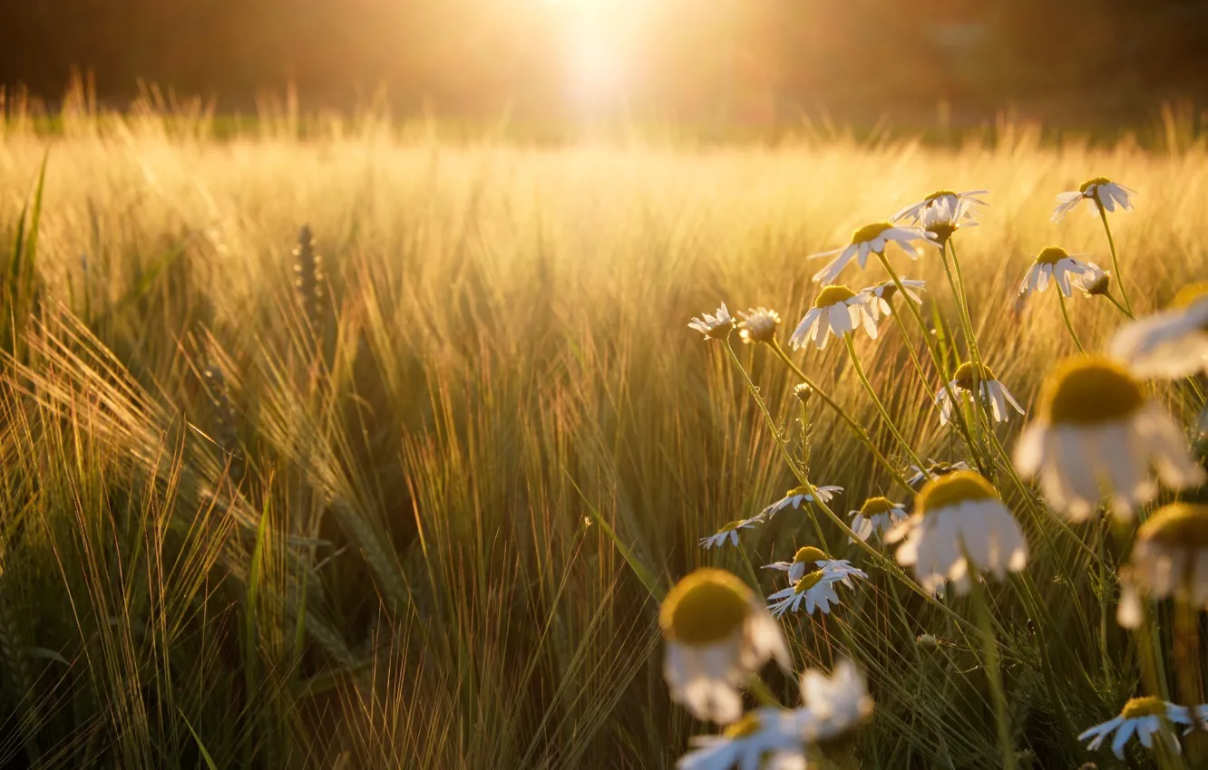 Photo wallpaper field, the sun, light, sunset, rye, chamomile